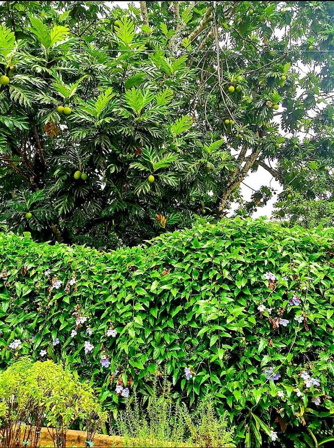 Domingos Martins A Sua Casa Nas Margens Do Rio Villa Exteriör bild